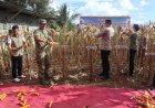 Dandim 1418/Mamuju Hadiri Panen Raya Jagung Serentak Kuartal II di Desa Tadui