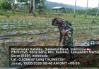 Ketahanan Pangan Terpadu di Lahan Korem Terus Berjalan, Kodim 1418/Mamuju Optimalkan Sektor Pertanian dan Peternakan