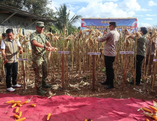 Dandim 1418/Mamuju Hadiri Panen Raya Jagung Serentak Kuartal II di Desa Tadui